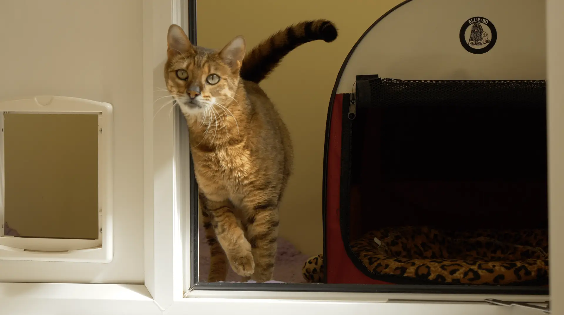 cat in cat chalet kennel