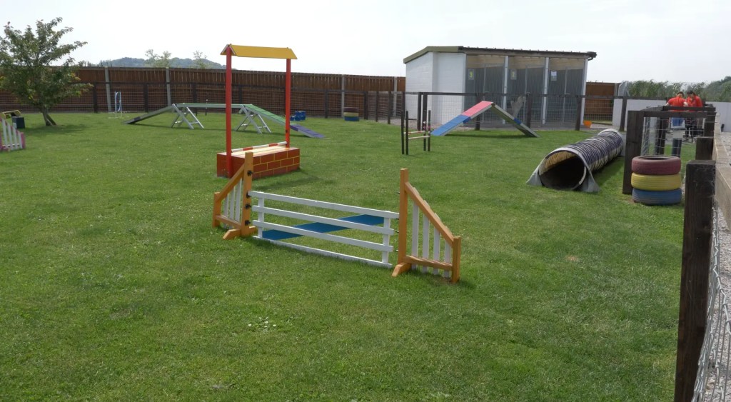 dog agility at pet resort, kennels and cattery