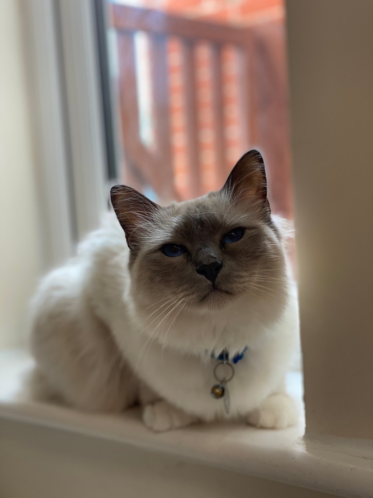 cat sitting holiday at cat kennels