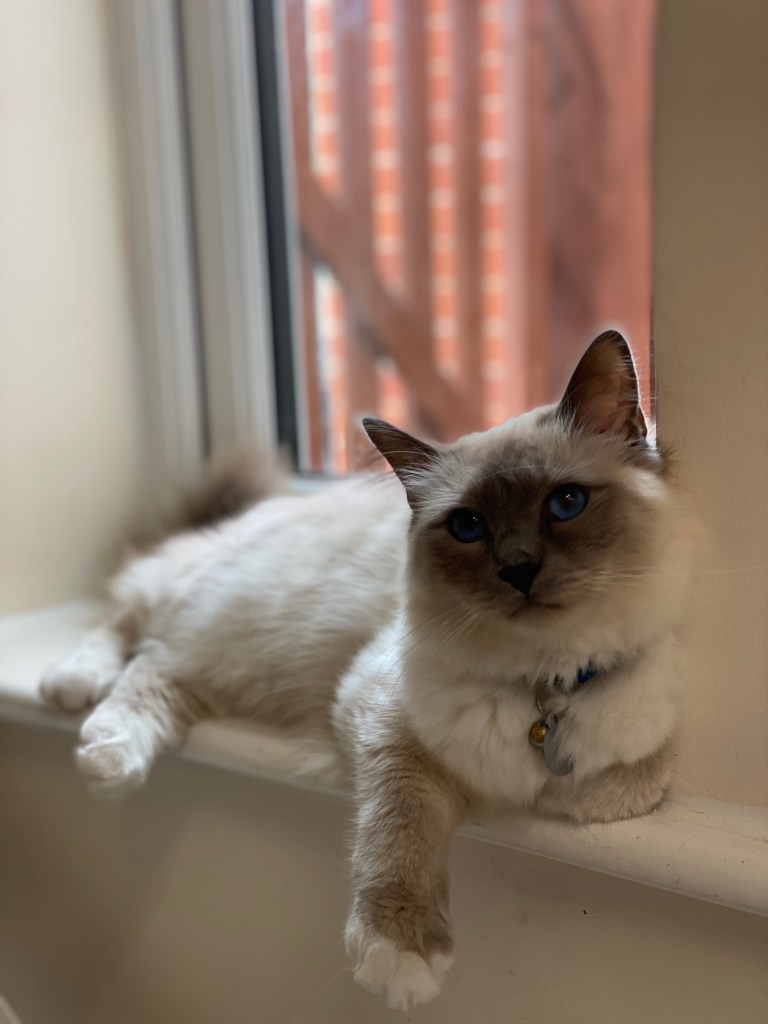 relaxed cat in cat sitting