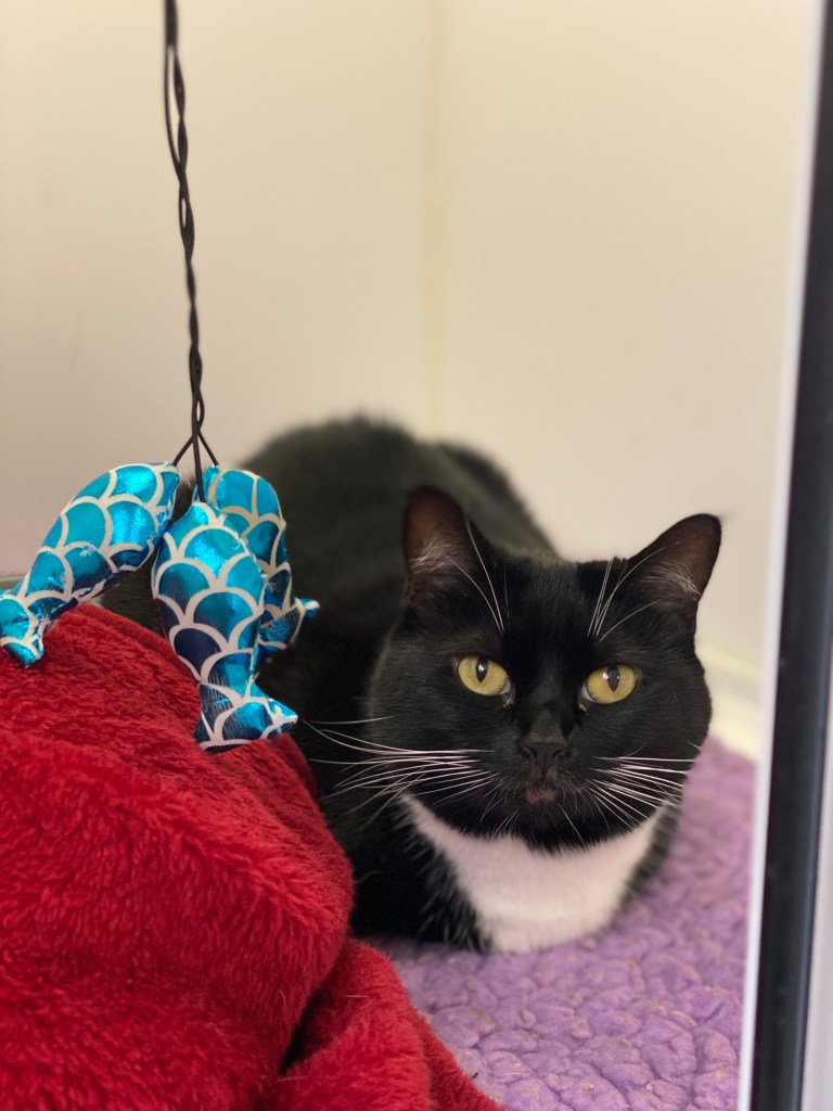 cat relaxed in cattery