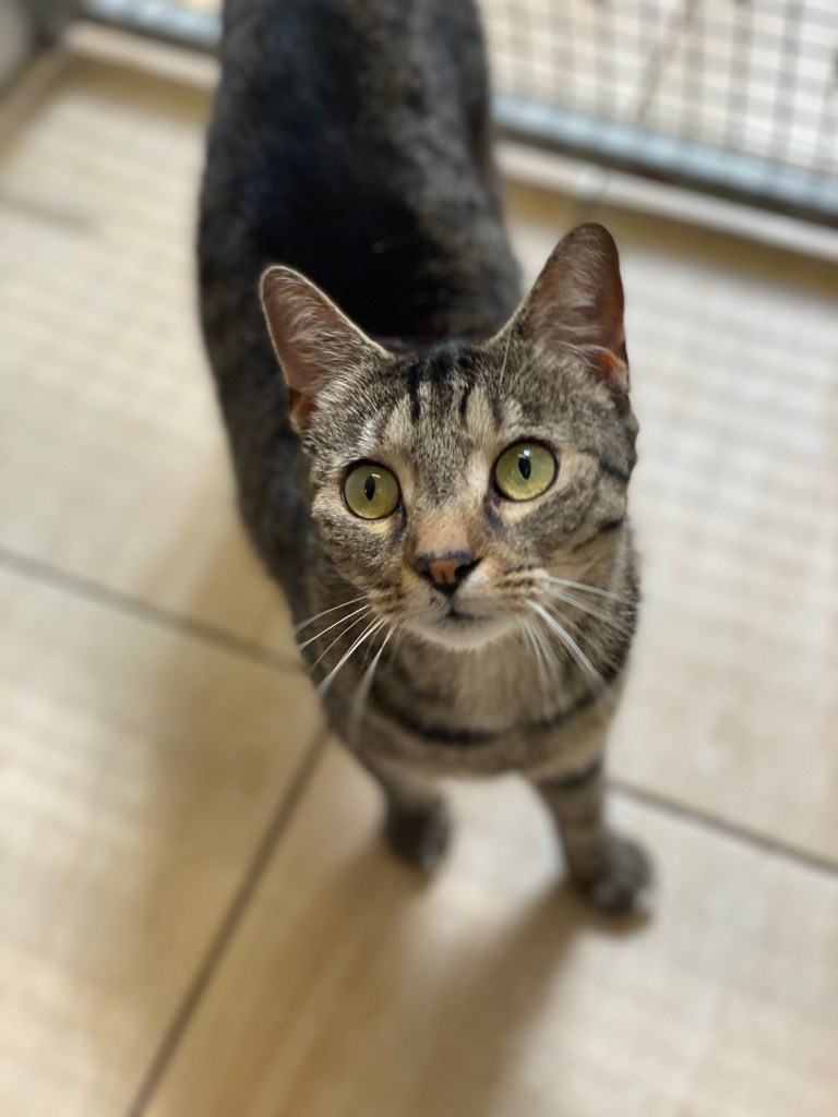 cat kennel in Cheltenham, gloucester, Gloucestershire