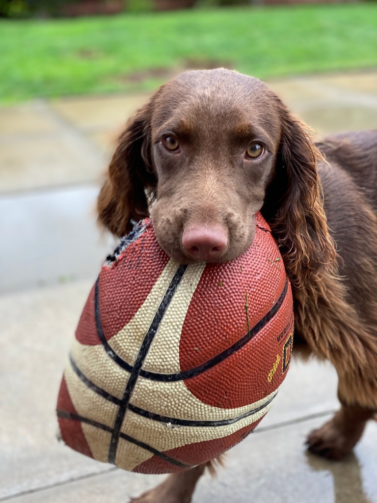 dog playing in daycare