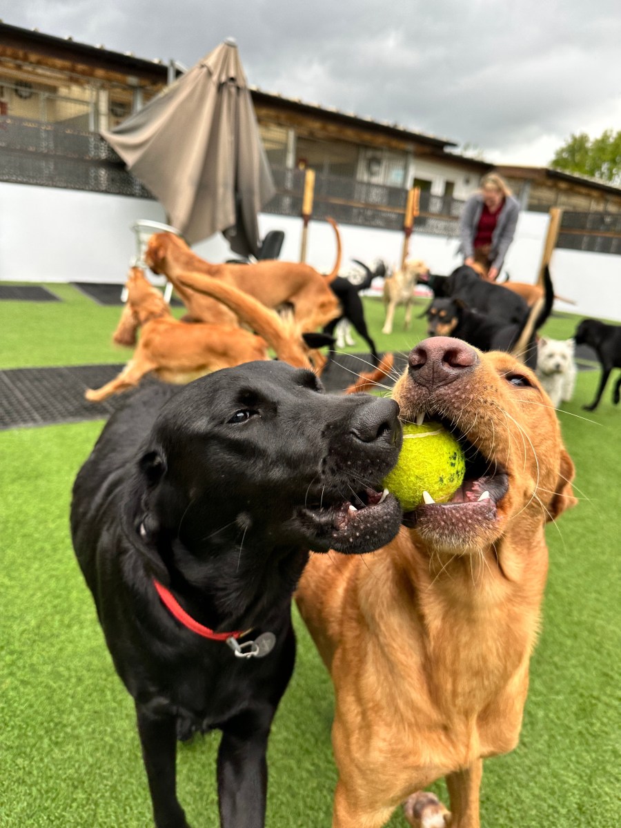 Photo inspiration: Gallery Detail: Gallery Bj S Pet Resort Spa