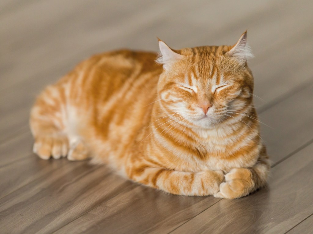 cat happy in cattery. Gloucester cat sitting, luxury chalet. 